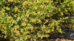 Image result for Vangueria proschii