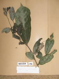 Image result for Annickia