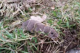 Suivez nos conseils en vidéo pour vous débarrasser votre jardin des mulots ! Rat Taupier Ou Campagnol Terrestre Comment S En Debarrasser
