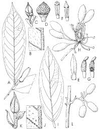 Image result for Annickia ambigua