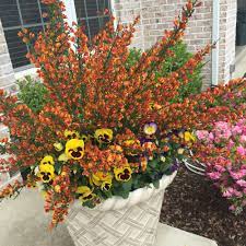 Pin On Garden