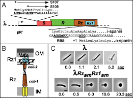 Escherichia virus lambda escherichia virus de3 escherichia virus hk629 escherichia virus compl_lambd. Membrane Fusion During Phage Lysis Pnas