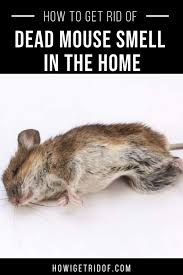 How to get rid of dead animal. How To Get Rid Of Dead Mouse Smell In Your House How I Get Rid Of