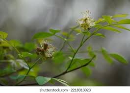 Image result for Harrisonia