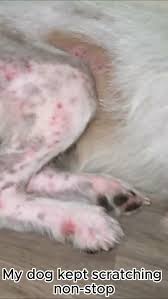 Image result for what do lice look like in dog fur