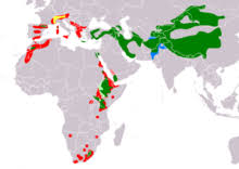 In wieringerwerf, in het noorden van nederland, is een lammergier overleden na een botsing met een © vulture conservation foundation. Bearded Vulture Wikipedia