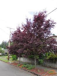 Please look out for damage or injury cause to tree due to lawnmovers or while fencing it. A Tree To Try Not A Purpleleaf Plum Plenty Of Other Pleasing Purple Plant Picks Urban And Community Forestry In Washington State