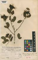 Image result for Maerua triphylla