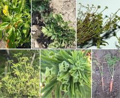 Image result for Sclerocarpus africanus