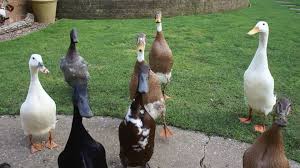 Black And White Domestic Duck Species Info On Duck Breeds Duck Breeds Duck Breeds Domestic Breeds