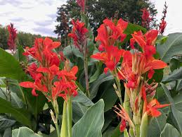 Image result for Cannaceae