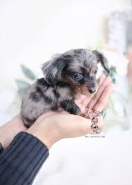 We offer a variety of colors, patterns, traditional and rare. Long Haired Dapple Dachshund Puppy For Sale Teacup Puppies Dapple Dachshund Dachshund Puppies Dapple Dachshund Puppy