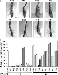 Stimulates new hair growth and can be used to treat androgenetic alopecia. Iaa Restores Root Hair Growth Of Pinox Transformants A Representative Download Scientific Diagram