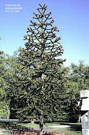 Image result for Araucariaceae