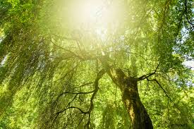 In un paesaggio unico al mondo, dove si alternano mare e colline. Bella Primavera Soleggiata E Natura Estiva Alberi In Parco E Foto D Archivio Crushpixel