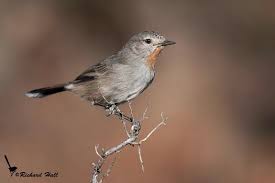 Birds Of Eastern Washington Book Sedosito Gorgirrojo Pyrrholaemus Brunneus Bird Sightings Birds Animals