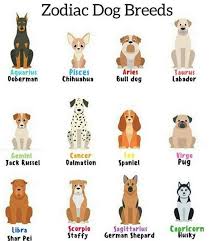 Sign In Zodiac Signs Animals Zodiac Signs Funny Dog Zodiac