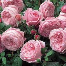 Spirit Of Freedom Rose Flowers David Austin Roses Peony Flower Garden