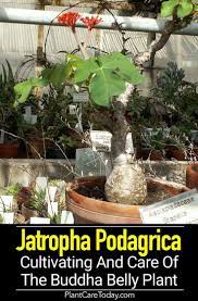 Jatropha Podagrica Cultivating And Care Of The Buddha Belly Plant Plants Plants In Bottles Plant Care Houseplant