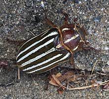Acalymma vittatum) is a tiny beetle in the genus acalymma and subfamily galerucinae. Ten Lined June Beetle Wikipedia