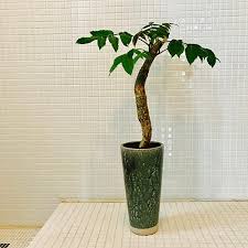 Image result for Commiphora schlechteri