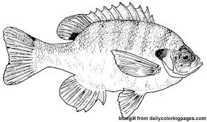 Fishes coloring sheets are very popular with kids, who take immense pleasure drawing and painting these aquatic creatures. Http Dailycoloringpages Com Images Tex 2333633 Png Images Pngio