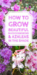 Rhododendron Care How To Grow Beautiful Rhododendrons And Azaleas Gardening From House To Home Rhododendron Care Azaleas Landscaping Azaleas Garden
