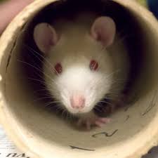 Hi I M Milkweed I M A 9 Month Old Male Albino Rat Animals Albino Humane Society