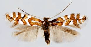 Image result for Phyllonorycter leucographellus