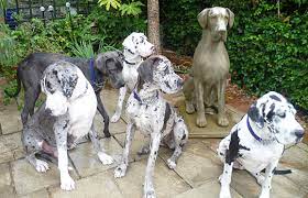 You will find dogs for sale and puppies for adoption in our listings. Daneline International Charitable Foundation Great Dane Rescue Urgent Appeal Can You Foster Or Adopt A Great Dane