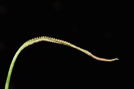 Image result for Ophioglossum costatum