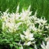 Get free shipping on qualified cottage farms direct perennials or buy online pick up in store today in the outdoors department. Https Encrypted Tbn0 Gstatic Com Images Q Tbn And9gcsltndn2ruvf2xauz7dsz4hy 8xtdehxooxpv6snum Usqp Cau
