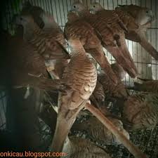 Ciri Ciri Perkutut Ombyokan Yang Suara Manggungnya Bagus On Kicau