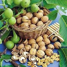 1 3 Carpathian English Walnut English Walnut Walnuts Walnut