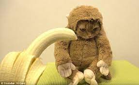 Bizarre Monkey Cat Video Takes The Internet By Storm Monkeys Funny Cats Cats And Kittens