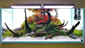 Pin On Aquascape Inspiration