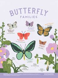Check spelling or type a new query. Butterfly Families And Species Poster Butterfly Metamorphosis And Lif Smarty Prints