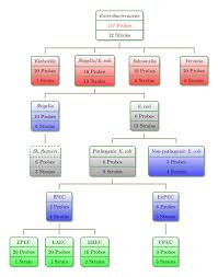 Image result for Enterobacteriaceae