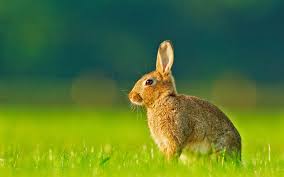We handpicked 800 of the best cute wallpapers, free to download! Rabbits Cute Wallpapers For Desktop Free Download
