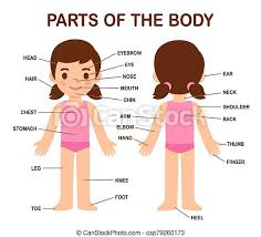 Parts of the body male. Cute Girl Body Parts My Body Human Body Parts Diagram On Cute Cartoon Girl Educational Infographic Chart For Kids Science Canstock