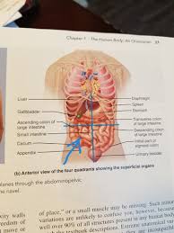 Anterior superomedial, posterior superomedial, and so on. Abdominal Quadrants Flashcards Quizlet