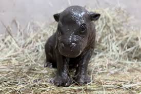 Image result for Hippocratea goetzei