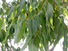 Image result for Eucalyptus torelliana