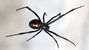 The black widow spider makes a large web in which females hang a cocoon with hundreds of eggs. Spider Bites Identify What Bit You And Get Proper Help