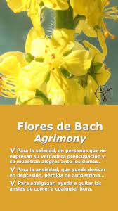 6 beneficios de la flor de bach. Pin En Flores De Bach