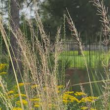 Image result for Sporobolus tenuissimus