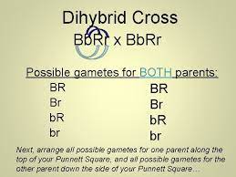 For a dihybrid cross, you need to include two different genes (and show these genes in both the parents). Heredity And Genetics Part Two Dihybrid Crosses Two
