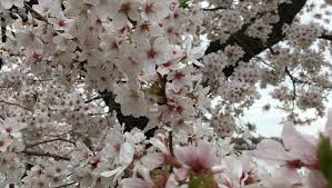 Get cherry blossom plant at target™ today. A Walk Under The Cherry Blossoms