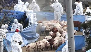 România se confruntă cu o gravă epidemie de pestă porcină care pune sub risc sectorul zootehnic românesc. Romania 89 6 Din Focarele De PestÄƒ PorcinÄƒ Din Europa Ue A Reactualizat Lista Regiunilor Cu RestricÈ›ii La ComerÈ›ul Cu Carne De Porc Cursdeguvernare Ro Cursdeguvernare Ro