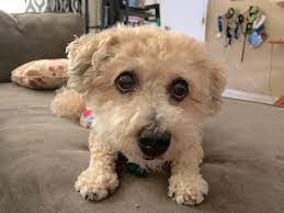 She is such an easy going dog. Building Up The Confidence Of A Little White Dog Rescue Dog Dog Gone Problems